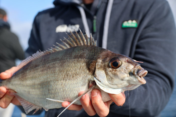 Tarakihi fishery collapsed
