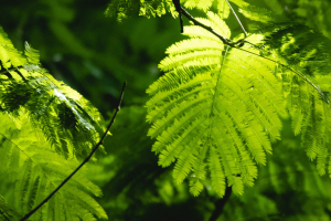 Cultural/Spiritual Perspectives on Dying, Loss and Grief event 30 july 2026